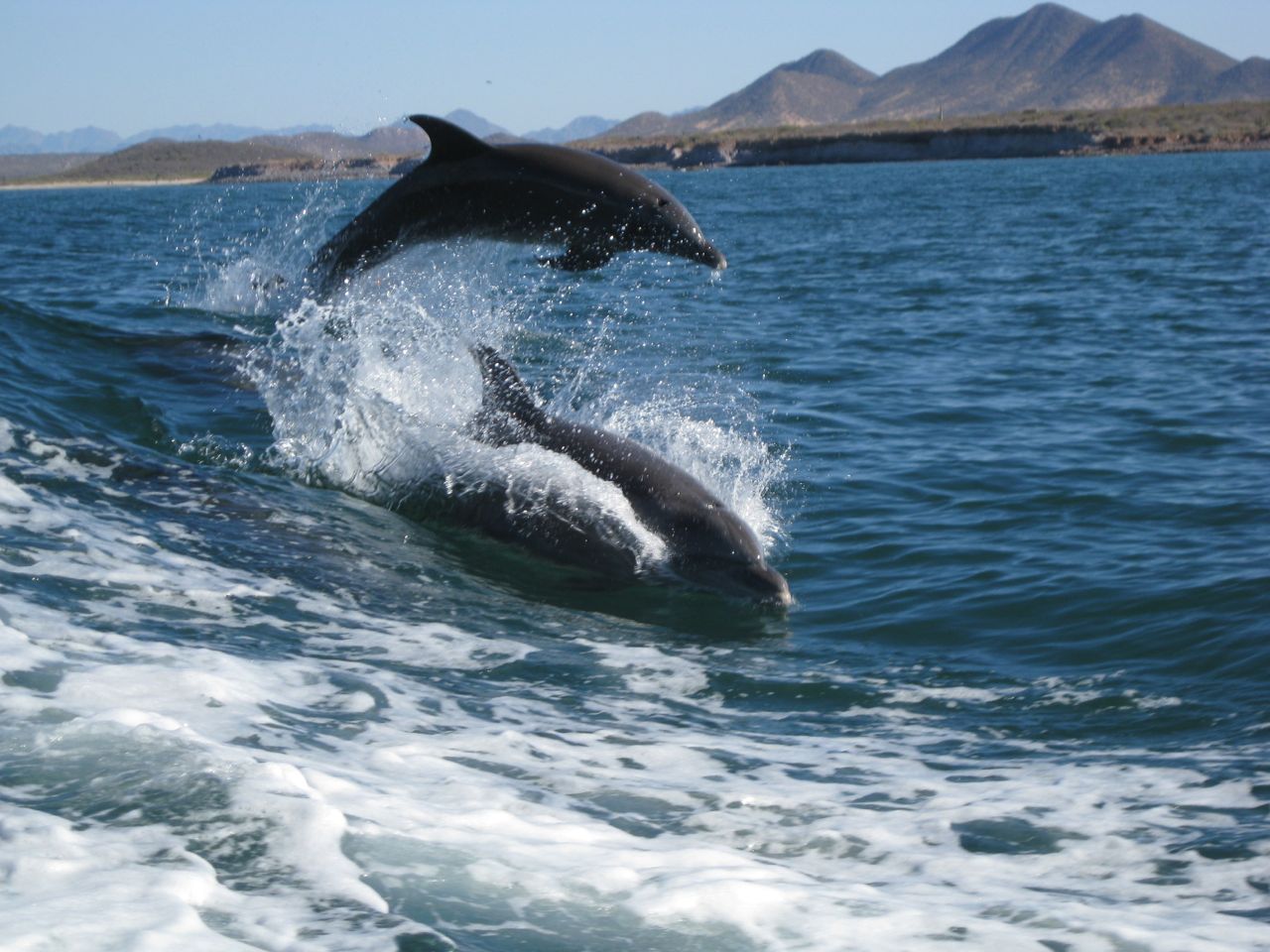 Gary's Dive Shop-San Carlos-Sonora-Mexico-Scuba Diving-Scuba-Dive-PADI Diver Certifications-Fishing-Nature Tours-Bay Cruises-Snorkeling-Whale watching-Dolphin watching-Bird watching-Geological explorations-Sport fishing-Bottom fishing-World's best fish tacos