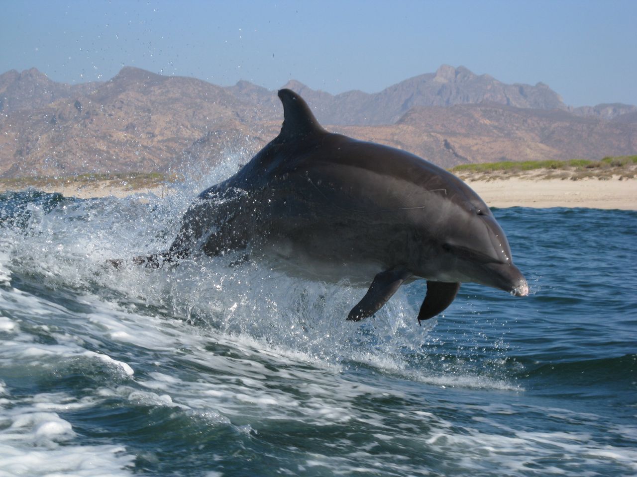 Gary's Dive Shop-San Carlos-Sonora-Mexico-Scuba Diving-Scuba-Dive-PADI Diver Certifications-Fishing-Nature Tours-Bay Cruises-Snorkeling-Whale watching-Dolphin watching-Bird watching-Geological explorations-Sport fishing-Bottom fishing-World's best fish tacos