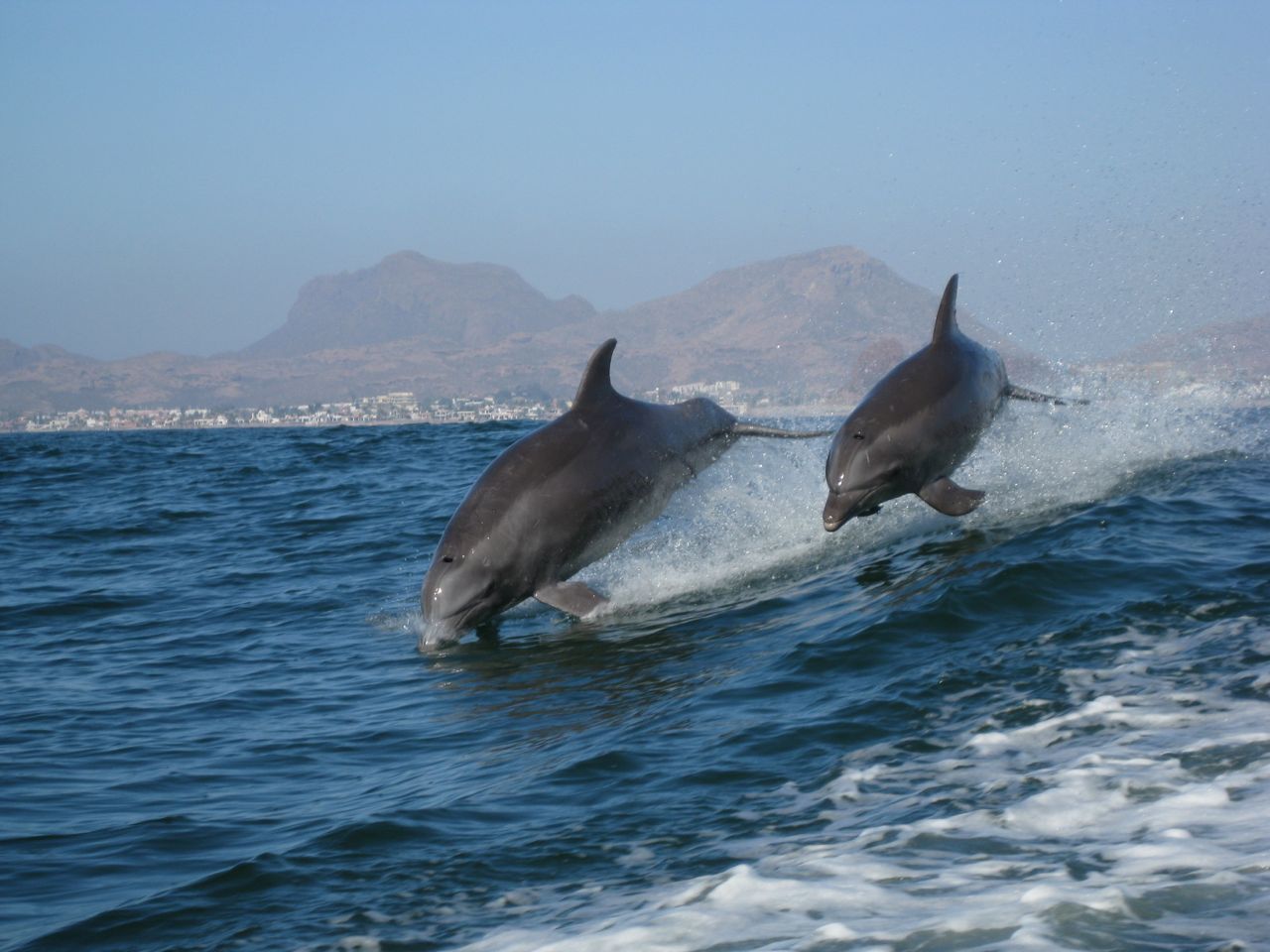 Gary's Dive Shop-San Carlos-Sonora-Mexico-Scuba Diving-Scuba-Dive-PADI Diver Certifications-Fishing-Nature Tours-Bay Cruises-Snorkeling-Whale watching-Dolphin watching-Bird watching-Geological explorations-Sport fishing-Bottom fishing-World's best fish tacos