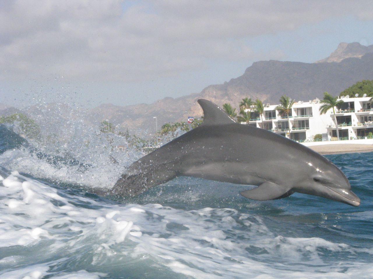 Gary's Dive Shop-San Carlos-Sonora-Mexico-Scuba Diving-Scuba-Dive-PADI Diver Certifications-Fishing-Nature Tours-Bay Cruises-Snorkeling-Whale watching-Dolphin watching-Bird watching-Geological explorations-Sport fishing-Bottom fishing-World's best fish tacos