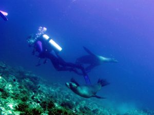 Gary's Dive Shop-San Carlos-Sonora-Mexico-Scuba Diving-Scuba-Dive-PADI Diver Certifications-Fishing-Nature Tours-Bay Cruises-Snorkeling-Whale watching-Dolphin watching-Bird watching-Geological explorations-Sport fishing-Bottom fishing-World's best fish tacos