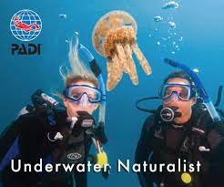 Gary's Dive Shop-San Carlos-Sonora-Mexico-Scuba Diving-Scuba-Dive-PADI Diver Certifications-Fishing-Nature Tours-Bay Cruises-Snorkeling-Whale watching-Dolphin watching-Bird watching-Geological explorations-Sport fishing-Bottom fishing-World's best fish tacos